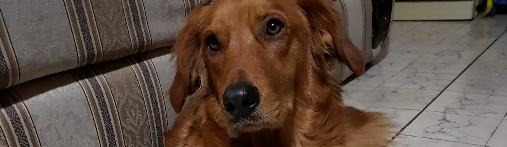 Servicio Veterinario